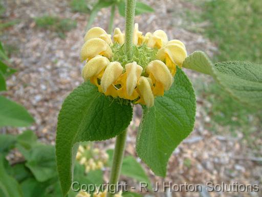 Phlomis pineapple sage 